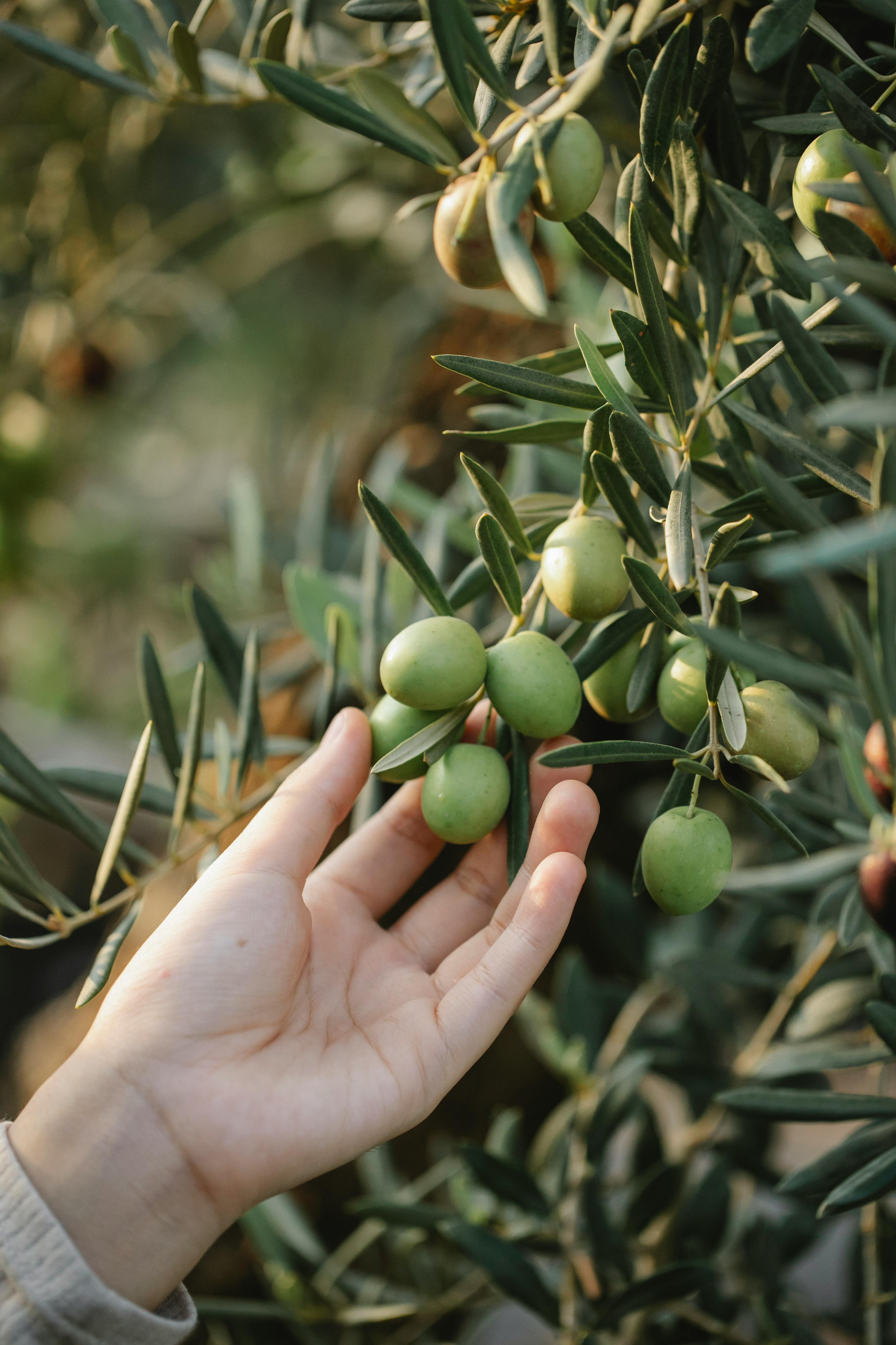 Degustazione di Olio